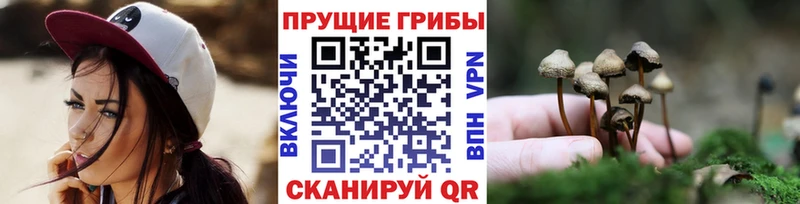 Галлюциногенные грибы Psilocybe  купить закладку  Ковров 